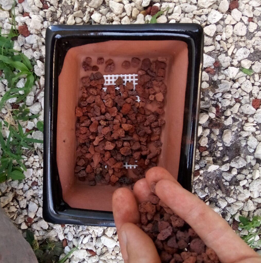 Basic Bonsai Potting Guide