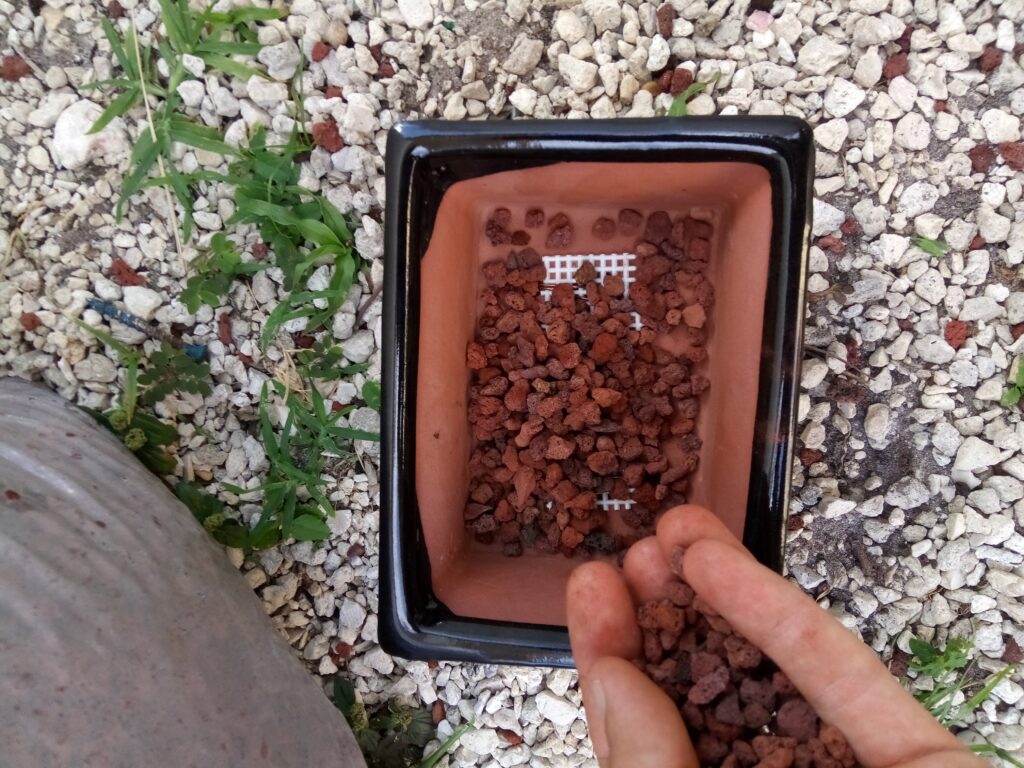 Bonsai Repotting Guide For Beginners 