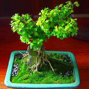 Bonsai Tree Artist