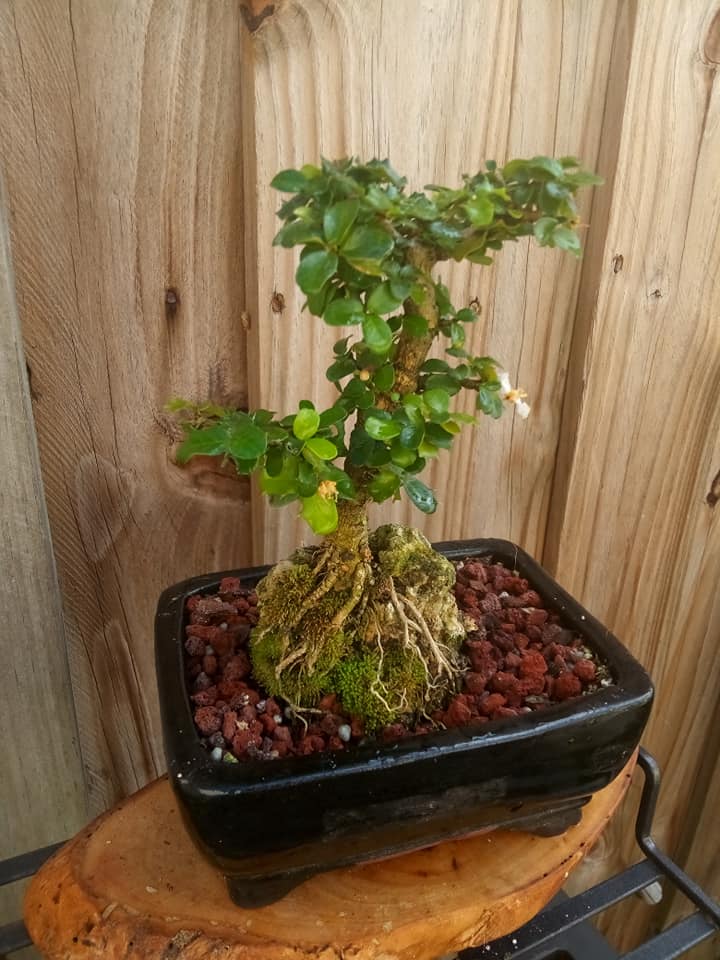 Japanese Art Bonsai