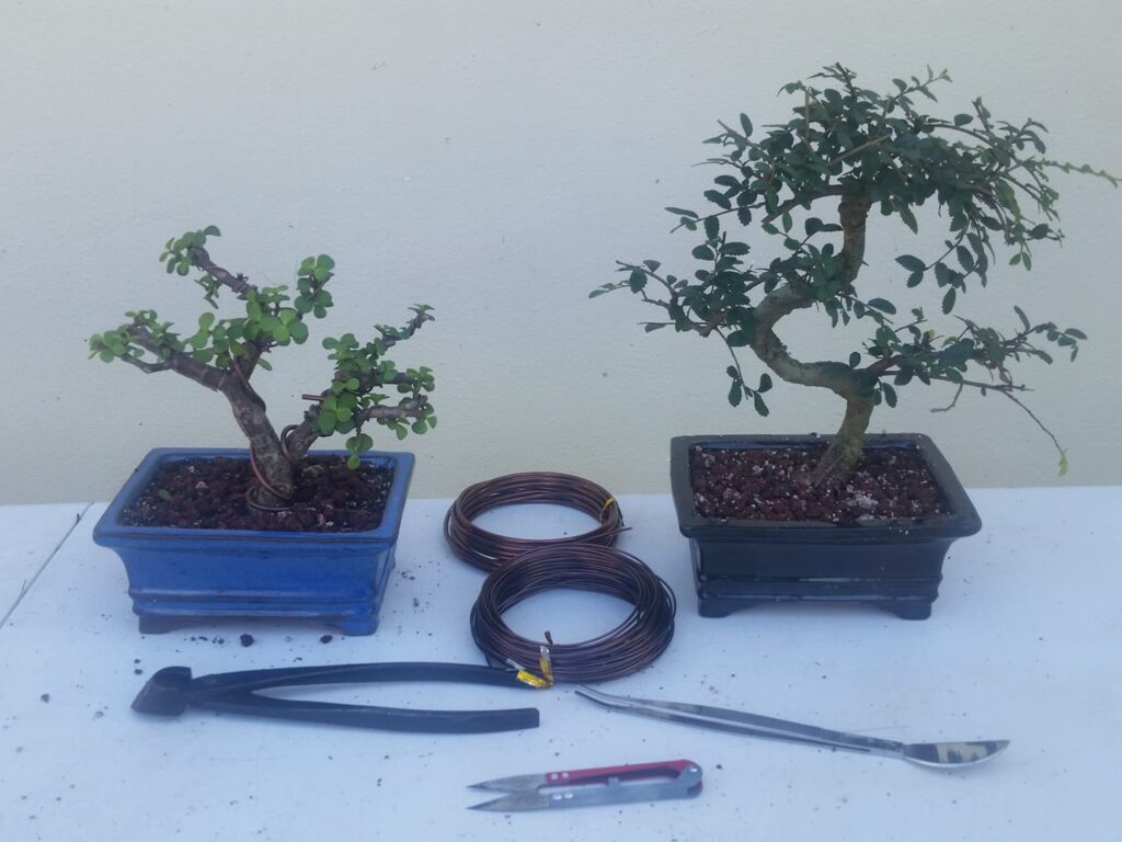 general bonsai care