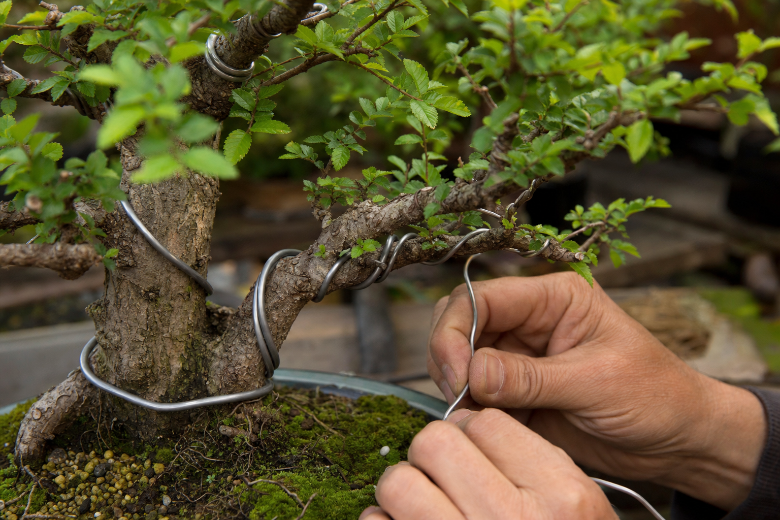Chinese Elm Bonsai Wiring — Large Branches and Progression